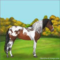 Horse Color:Bay Tobiano Appaloosa 