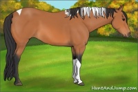 Horse Color:Bay Tobiano 