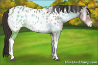Horse Color:Liver Red Onyx Ice Tobiano Near Leopard Rabicano 