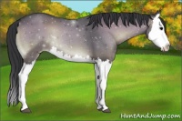 Horse Color:Blue Onyx Splash 