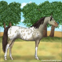 Horse Color:Liver Red Dun Appaloosa Brindle 