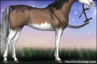 Horse Color:Bay Dun Splash 