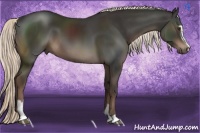 Horse Color:Liver Chestnut Sabino