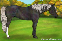 Horse Color:Midnight Silver Black Ice