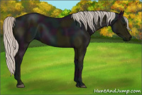 Horse Color:Midnight Silver Black 