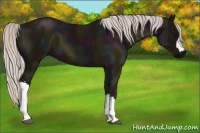 Horse Color:Midnight Silver Black 