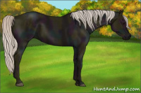 Horse Color:Midnight Silver Black 