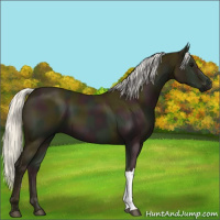 Horse Color:Midnight Silver Smoky Black 