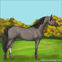 Horse Color:Grullo 