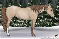 Horse Color:Grullo Pearl 