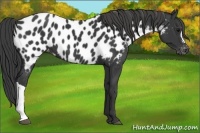 Horse Color:Black Appaloosa