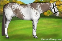 Horse Color:White Spotted Liver Red Dun 