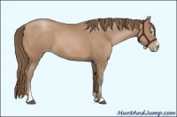 Horse Color:Black Pearl Sabino 