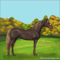 Horse Color:Liver Chestnut 
