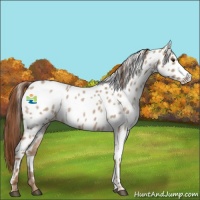 Horse Color:Red Dun Roan Appaloosa 