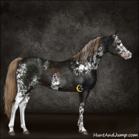 Horse Color:White Spotted Liver Chestnut Ice 