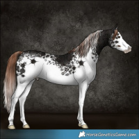 Horse Color:White Spotted Liver Chestnut Ice Splash 
