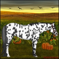 Horse Color:Black Appaloosa 