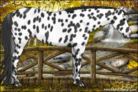 Horse Color:Black Appaloosa 