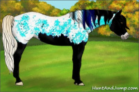 Horse Color:Gray White Spotted Palomino Splash Rabicano 