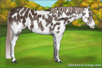 Horse Color:Liver Chestnut Splash Appaloosa 