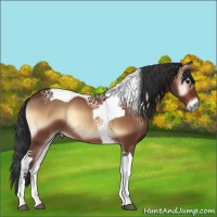 Horse Color:Bay Onyx Tobiano