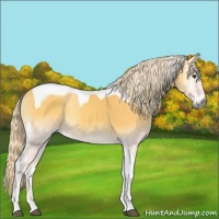 Horse Color:Palomino Onyx Tobiano