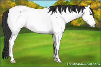 Horse Color:Bay Roan Fewspot 