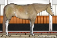 Horse Color:White Spotted Chocolate Palomino Dun Rabicano