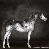 Horse Color:White Spotted Liver Chestnut Ice Sabino Splash 