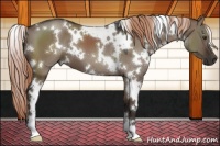 Horse Color:White Spotted Liver Red Dun 