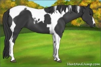 Horse Color:Black Tobiano 