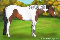 Horse Color:Bay Tobiano 