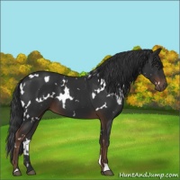 Horse Color:White Spotted Liver Chestnut