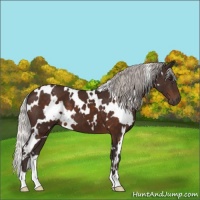 Horse Color:White Spotted Silver Brown 