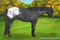 Horse Color:Black Appaloosa