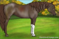 Horse Color:Liver Chestnut 