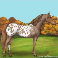 Horse Color:Red Roan Appaloosa 