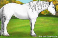 Horse Color:Black Splash Tobiano Appaloosa