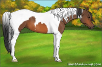 Horse Color:Bay Tobiano 