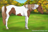 Horse Color:Chestnut Tobiano
