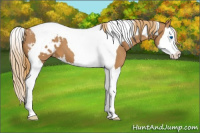 Horse Color:Chestnut Sabino Splash Tobiano Appaloosa 