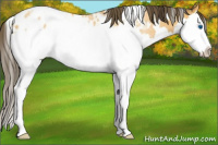 Horse Color:White Spotted Buckskin Splash Varnish Rabicano