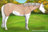 Horse Color:Silver Sable Champagne Splash 