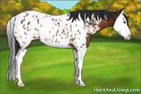 Horse Color:Brown Splash Appaloosa Rabicano