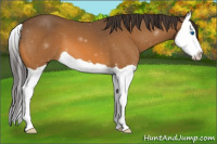 Horse Color:Buckskin Splash 