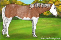 Horse Color:Silver Bay Splash Rabicano 