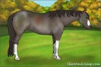 Horse Color:Liver Chestnut 