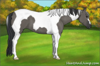Horse Color:Grullo Tobiano 