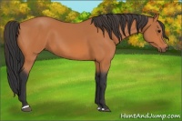 Horse Color:Bay Sabino 
